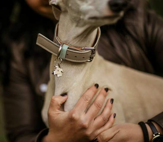whippet creme.jpg